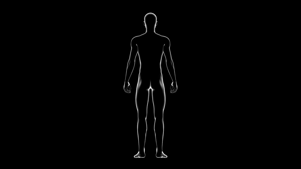мужчина, мужское человеческое тело 3d-модель, бесшовная петля