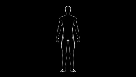 man, male human body 3d model, seamless loop