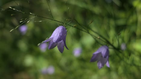 Violet-blue-harebells,-flower-gently-moving-in-the-wind