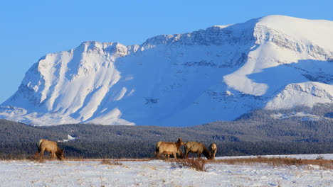 Elchherde-Auf-Nahrungssuche-Am-Boden-Mit-Schneebedeckten-Bergen-Im-Hintergrund-Im-Winter-In-Alberta,-Kanada