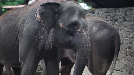 un elefante en un santuario o refugio de elefantes