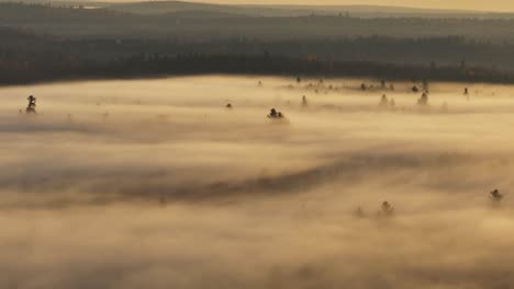 Spectacular-aerial-view-of-thick-fog-over-pine-forest-illuminated-in-sunlight