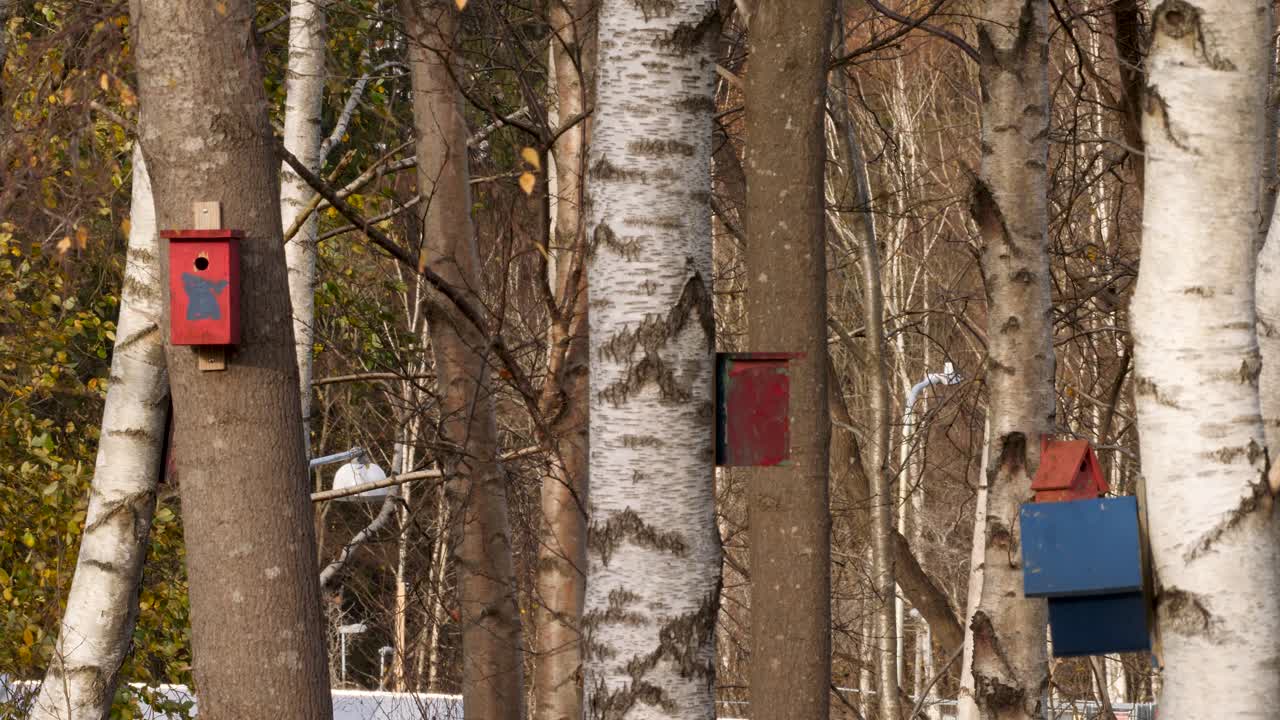Pan shot of bird's nests in the forest in winter during the day, medium shot