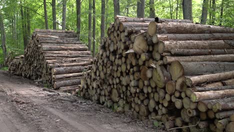 area of illegal deforestation of vegetation in the forest. cut the tree and wooden trunks from the forest. a pile of cut wood near the forest. concept of forest felling, wood problem, ecology