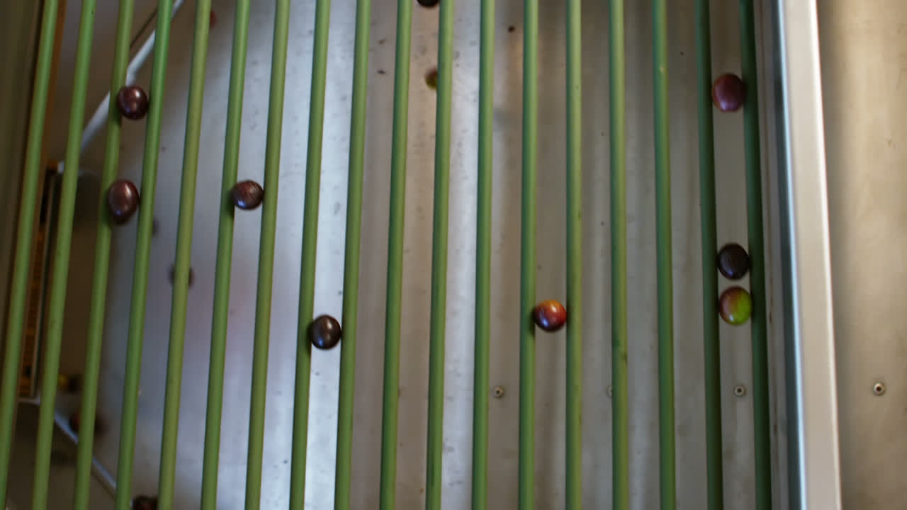 aceitunas frescas que se transportan en cinta transportadora
