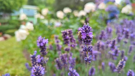 las abejas se alimentan lentamente de las flores de lavanda.