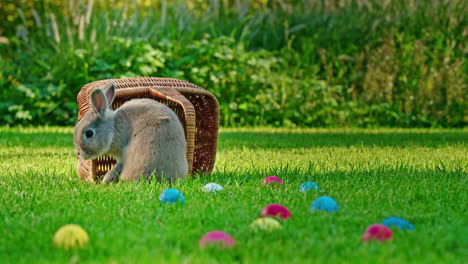 easter bunny in garden with basket and eggs