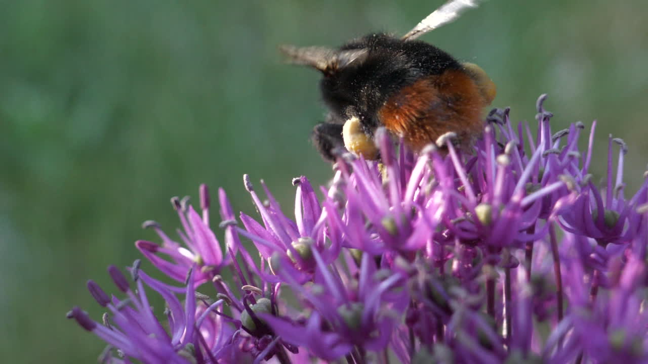Humle som pollinerer rosa blomst i makro nærbilde