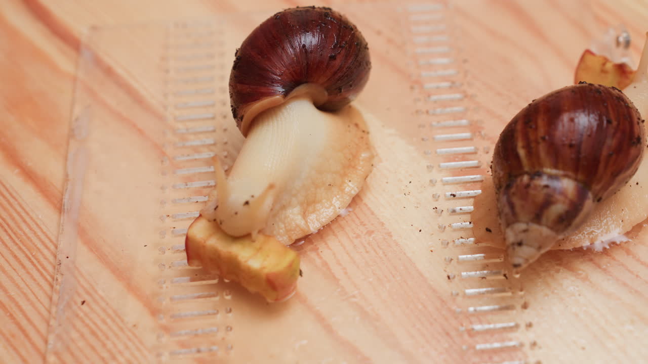 나무 테이블 위에 투명한 쟁반을 놓고 거대한 달팽이들이 촉촉한 질감을 드러내며 사과 조각을 먹고 있는 모습이에요. 느린 움직임은 교실에서 호기심과 관찰, 생물학 연구를 자극하는 자연 학습 시간 같아요.