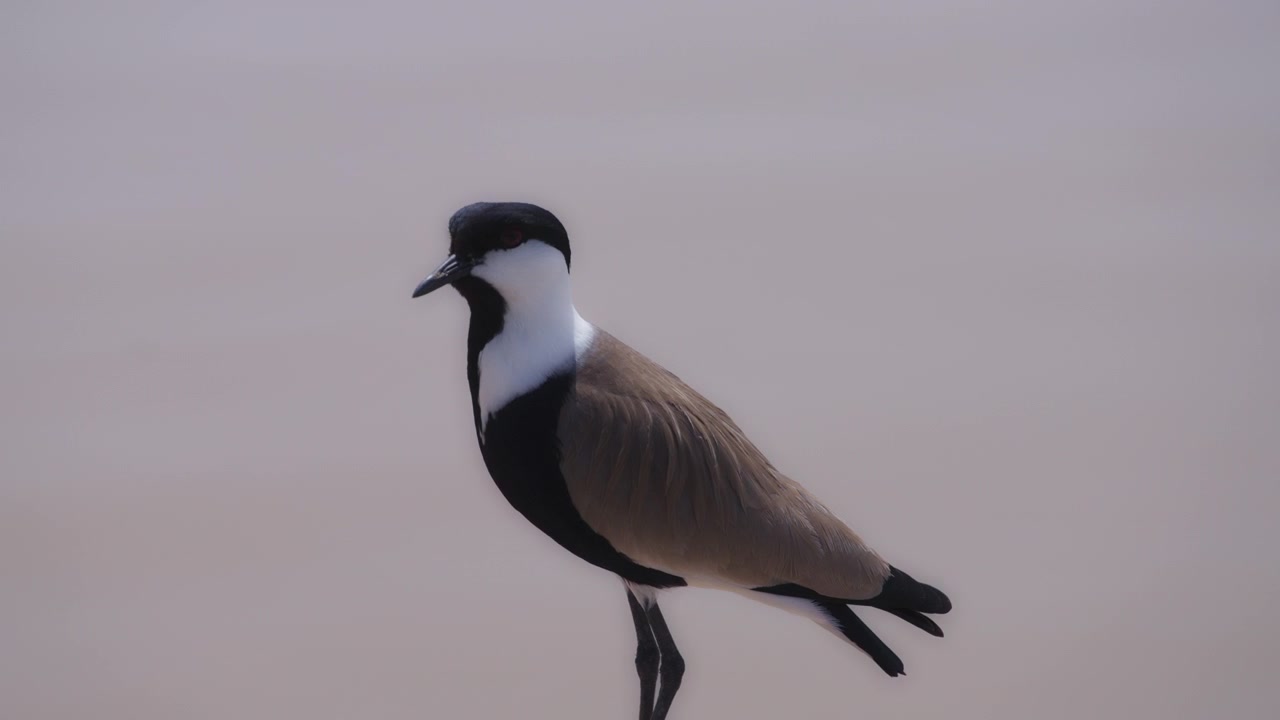Burung Lapwing Berdiri di Tepi Air Danau