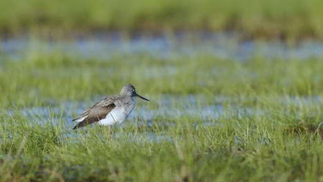 Common-greenshank-in-feeding-in-wetlands-during-spring-migration