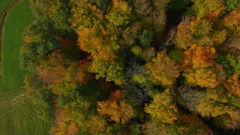 drone flight over beautiful autumn colored forest with rotating camera