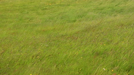 The-green-grass-dance-with-the-wind