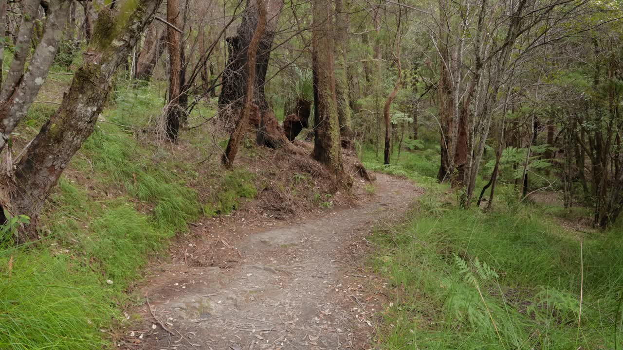 Handheld Footage along the Dave's Creek Circuit walk in Lamington National Park, Gold Coast Hinterland, Australia