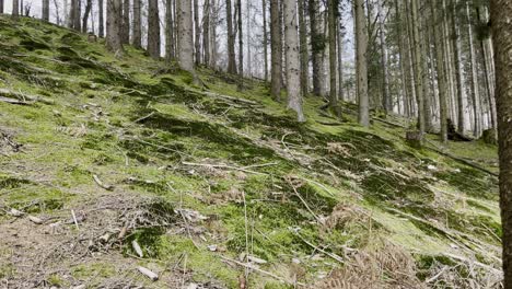 Wald-Mit-Großen-Bäumen-Und-Viel-Moos-Auf-Dem-Boden