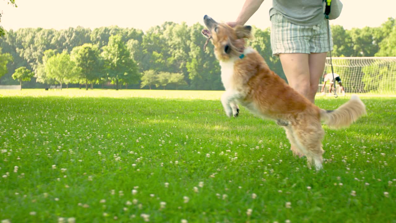 개 조련사 및 주인과 함께 공원에서 개 점프 및 막대기 가져오기