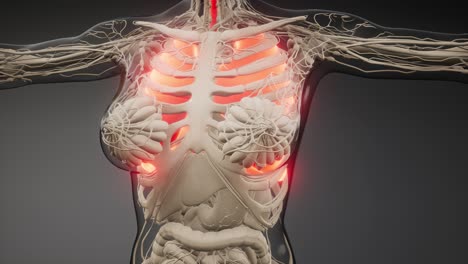 examen radiológico de los pulmones humanos