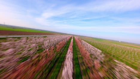 FPV-Drohnenflug-über-Aprikosenplantage-Auf-Dem-Land