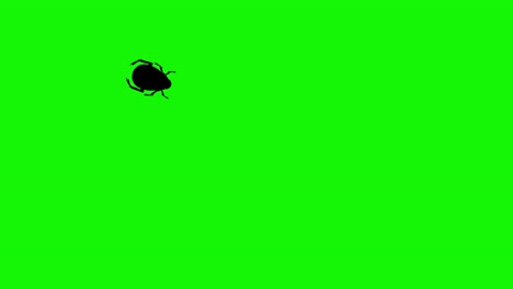 animación de bug caminando en pantalla verde tecla de croma