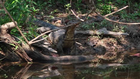 Seen-at-a-stream-extending-its-head-up-while-showing-its-long-tongue-out-and-dips-its-head-in-the-water