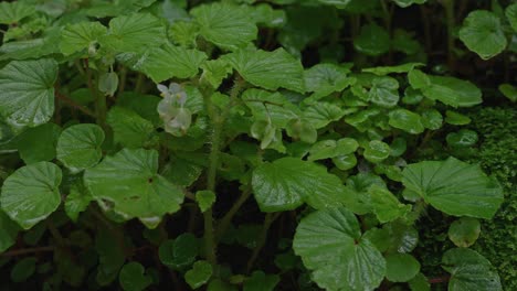 Green-leafy-plants-after-it-rains