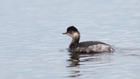 black-necked grebe, podiceps nigricollis