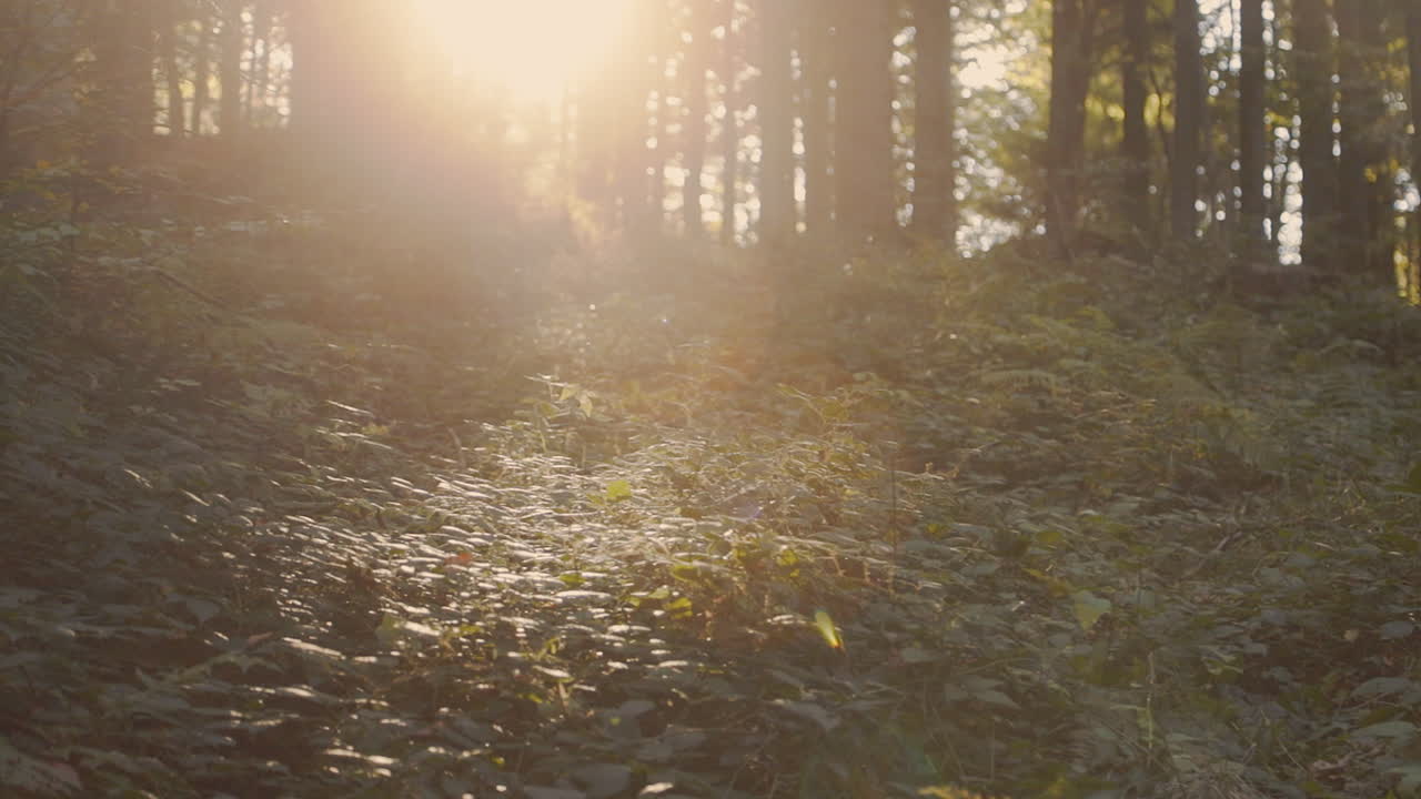 Forest in Bieszczady mountains