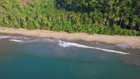 Aerial-view-along-Playa-caleton-with-golden-beach-and-green-palm-trees-during-sunlight