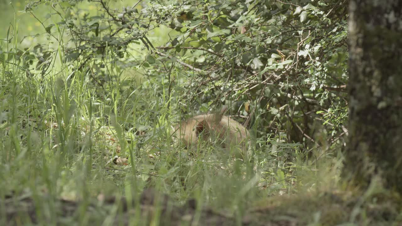 Red fox cub (vulpes vulpes) resting in a spring day, in a mediterranean forest, in Tiétar Valley, Spain