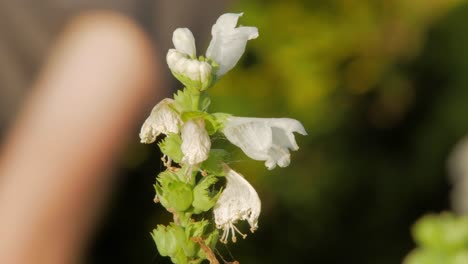 Elegant-White-Physostegia-Plant-With-Flowers-Starting-To-Bloom-In-Springtime