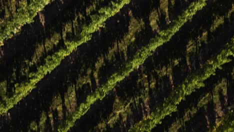 Low-flying-aerial-of-grape-vines-in-the-vineyard