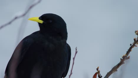 A-jackdaw-looks-right-into-the-camera