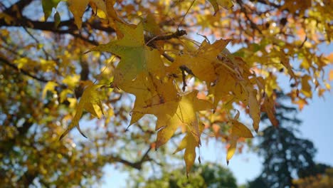 Low-angle,-closeup-of-sweet-gum--autumn-foliage