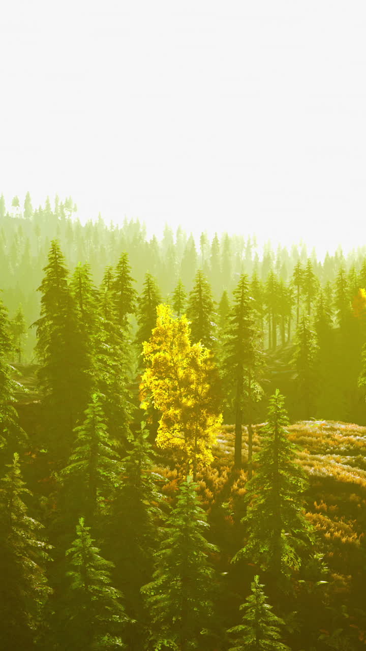 황금빛 가을 숲