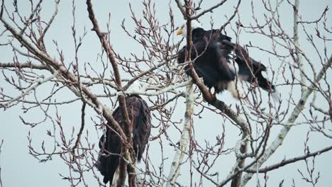 Zwei-Weißkopfseeadler,-Die-In-Spärlichen-Baumwipfelzweigen-Sitzen