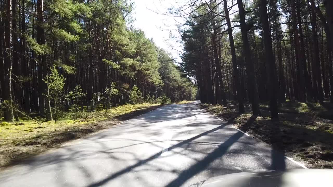 Guidare su una strada forestale in auto durante una giornata di sole