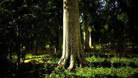 majestic tree surrounded by vibrant greenery in a sunlit forest