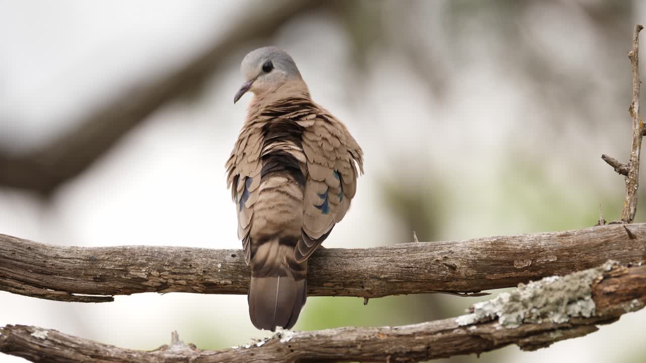 Emerald Spotted Wood Dove puffs, then smooths feathers on tree branch