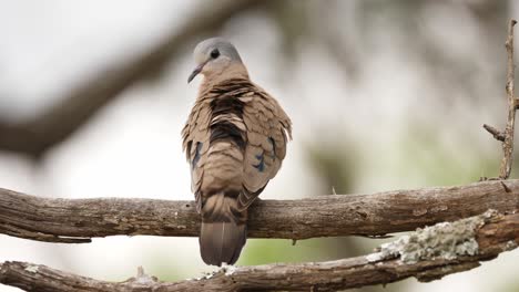 emerald spotted wood dove puffs, then smooths feathers on tree branch