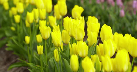 Tulpenplantage-In-Der-Niederländischen-Landwirtschaft-22