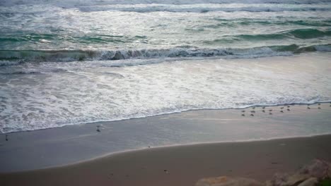 Olas-De-Playa-Con-Pájaros-Calidris-Minuta-Pasando