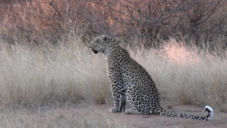 un leopardo sentado contemplando la hierba seca del invierno mientras sopla una suave brisa