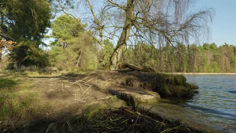 water gently flows out of a scottish loch as the wind blows the branches of trees and the exposed roots of these pine and birch trees stretch out across a path
