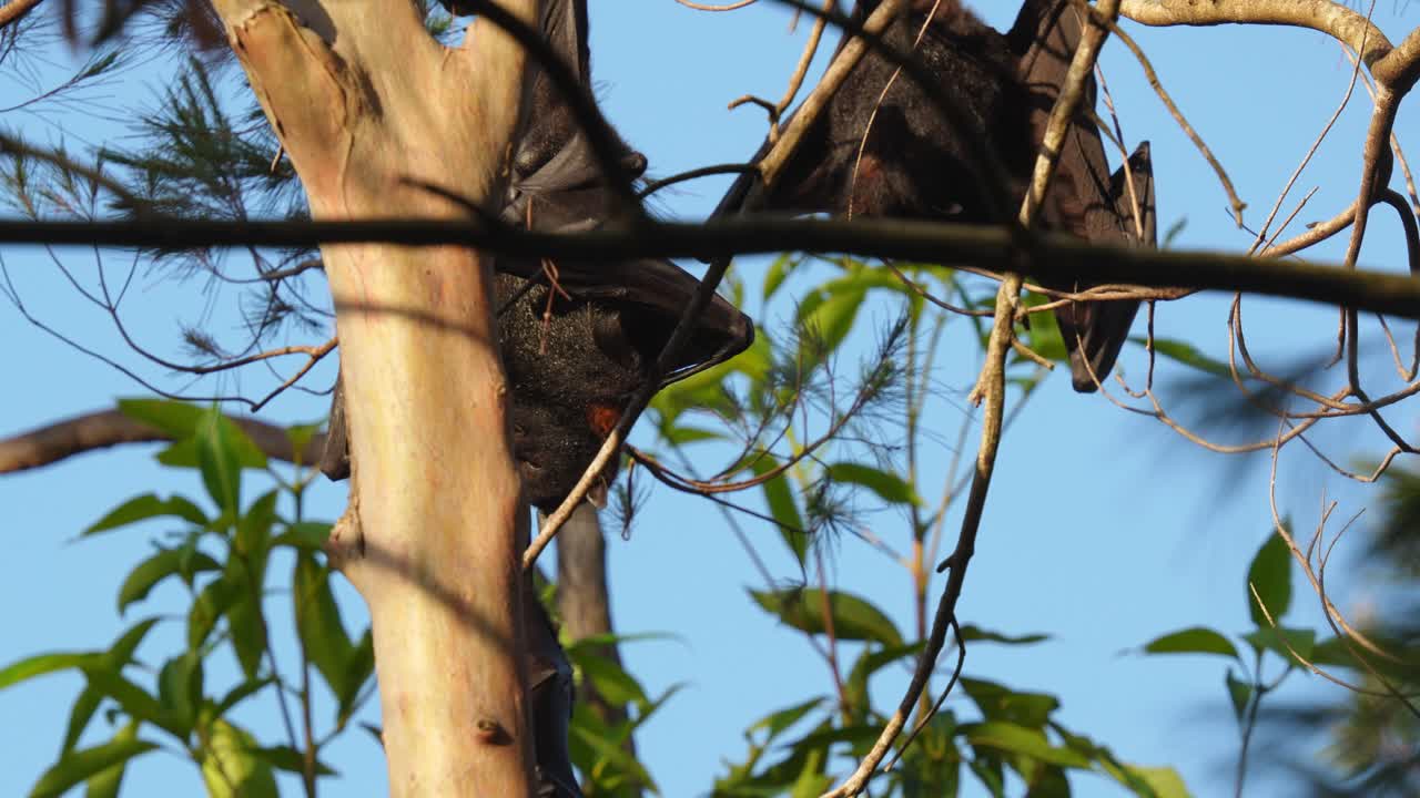 Flying fox fruit bat yawns as it wakes up and gets ready for the night shift