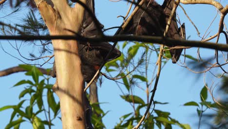 flying fox fruit bat yawns as it wakes up and gets ready for the night shift