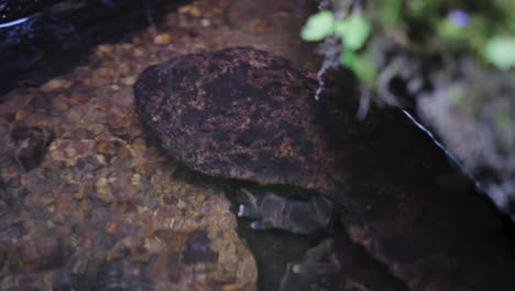 salamandra gigante japonesa escondida bajo la roca del río, tottori