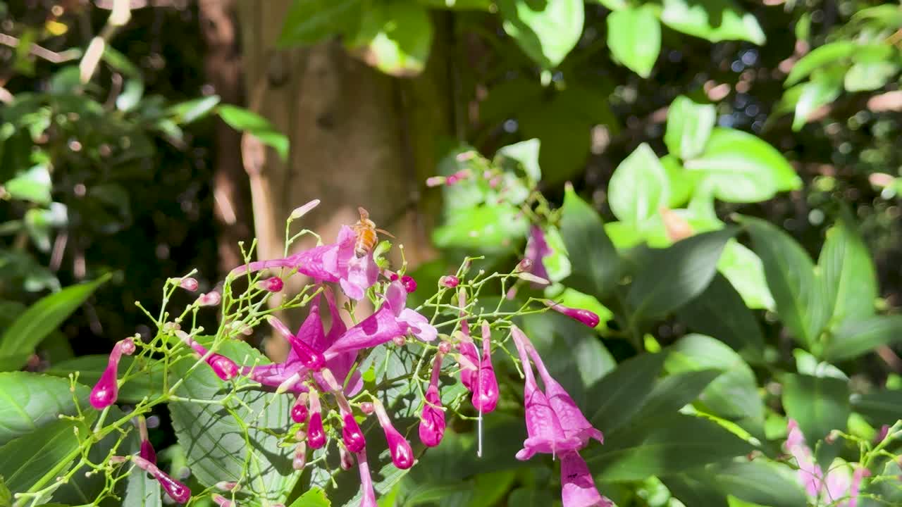 Bee collects nectar from Strobilanthes cusia blossoms, bright daylight, steady close-up, lush foliage