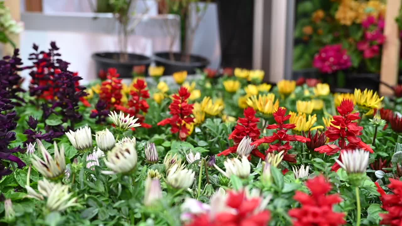 The city municipalities carefully select UAE winter flowers to beautify the country's landscape
