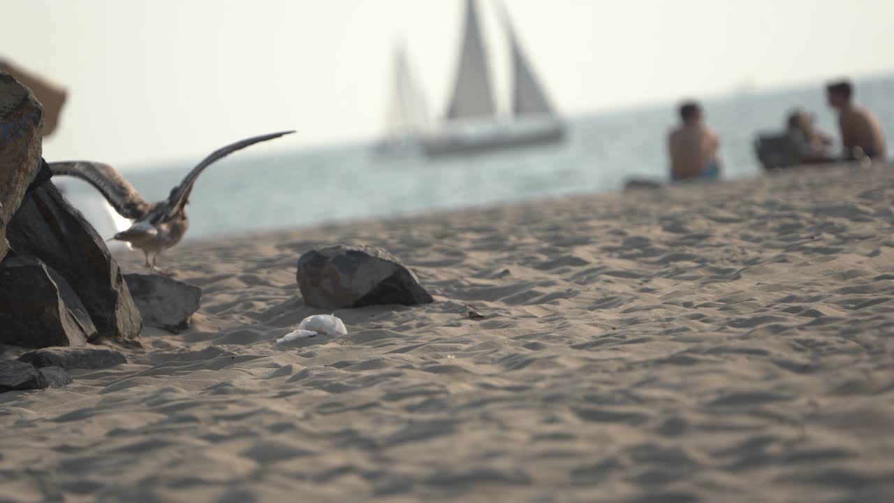 чайка бродит по оживленному пляжу