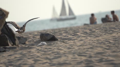 gaviota vagando por una playa concurrida